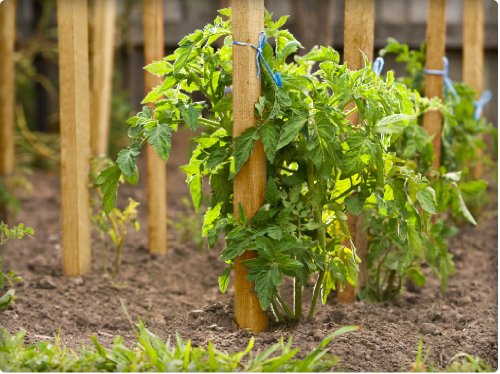 4 Ft. Garden and Sign Post Stakes (25 Count)