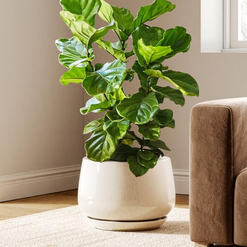 Ceramic Planter