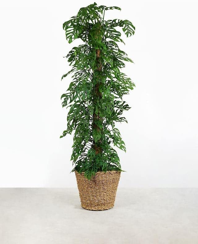 Gardenera Olive Tree Premium Potting Mix - 10 Quart - Enhanced Growth and Nutrient Retention for Thriving Trees - (2 Bags of 5QT)