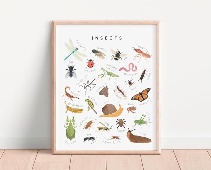 OZCONO Educational Insects Poster, Bugs Learning Chart Kids, Classroom Wall Decor Art, Montessori Homeschool Aid (Unframed) (24x36)