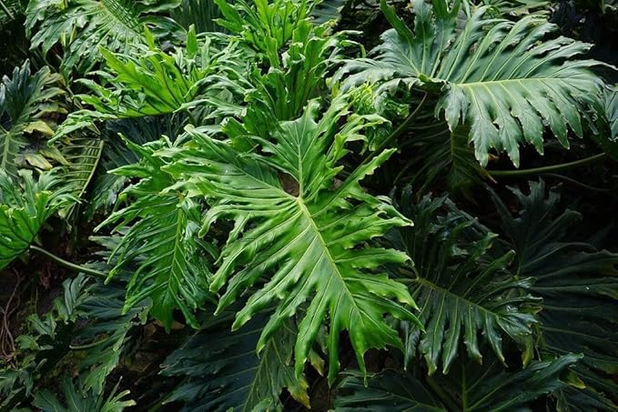 Gardenera Split Leaf Philodendron Soil Blend - Specially Designed for Unique Plant Needs - 4 Quart