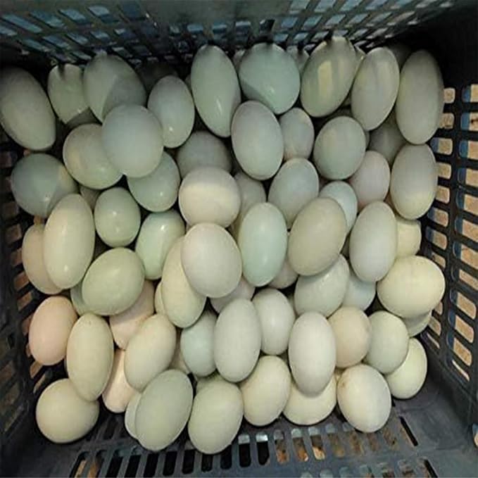 NYMFEA Automatic Egg Cleaning Machine, 120W, Commercial Chicken Duck Goose Egg Brushing Machine, ABS Body, Nylon Brush, 220V