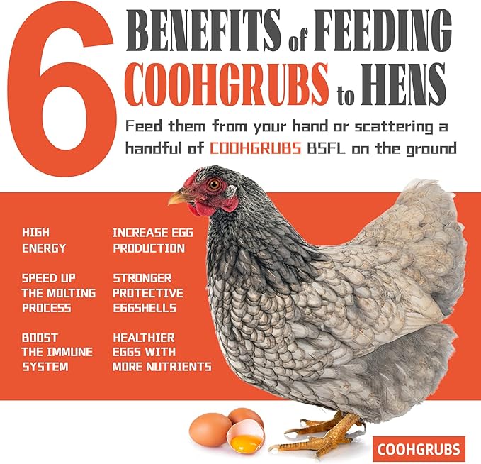 Black Soldier Fly Larvae for Chickens – 100% Natural Non-GMO Grubs, 85X More Calcium Than Dried Mealworms – Clean, Nutritious & Delicious High-Protein Poultry & Bird Treats, 10-lb Box