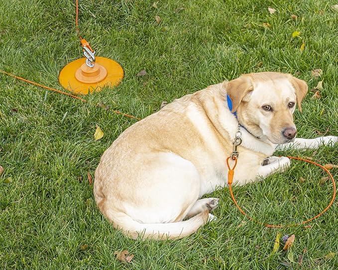 IntelliLeash Tie-Out Cables for Dogs: Strong, Safe, and Durable Dog Tie-Outs for Every Breed: 125 lb / 20 ft